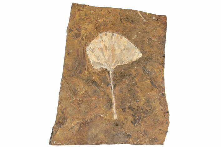 Fossil Ginkgo Leaf From North Dakota - Paleocene #189012